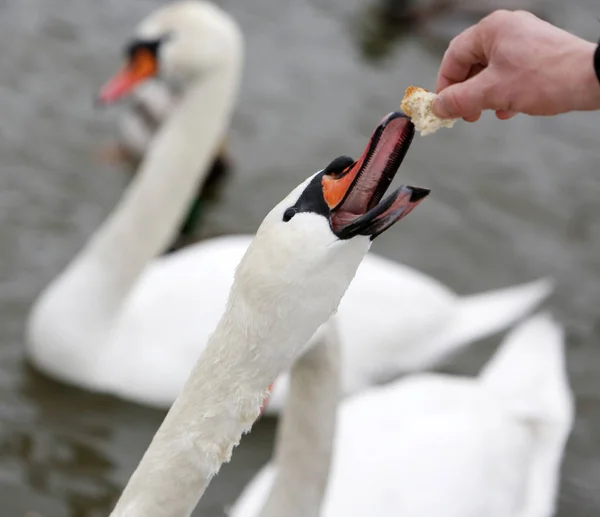 Hand feeding swan at winter — Stock Photo, Image