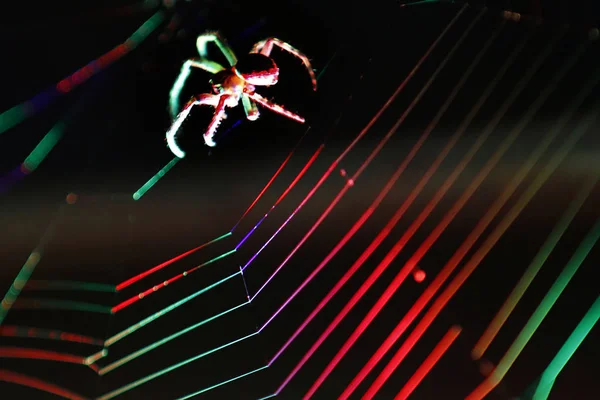 교차 하는 거미 Araneus diadematus — 스톡 사진