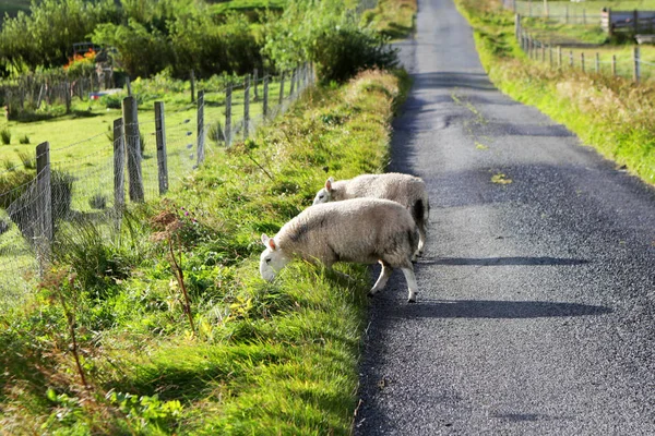 Овець на дорозі, острів Скай, Шотландія — стокове фото