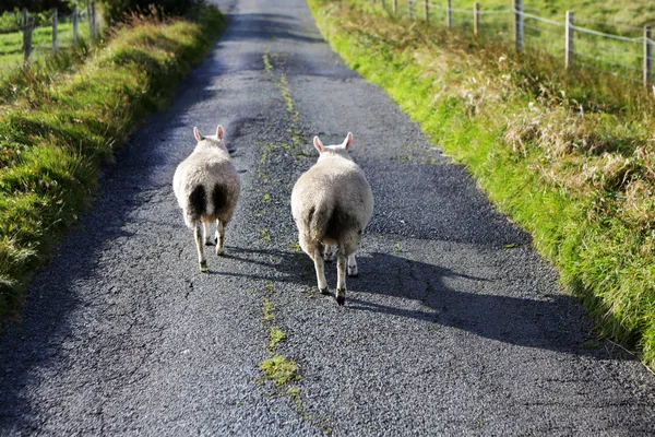 在路上，斯凯，苏格兰的羊 — 图库照片
