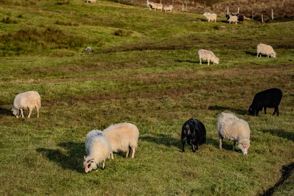 Ovelhas nas Ilhas Faroé — Fotografia de Stock