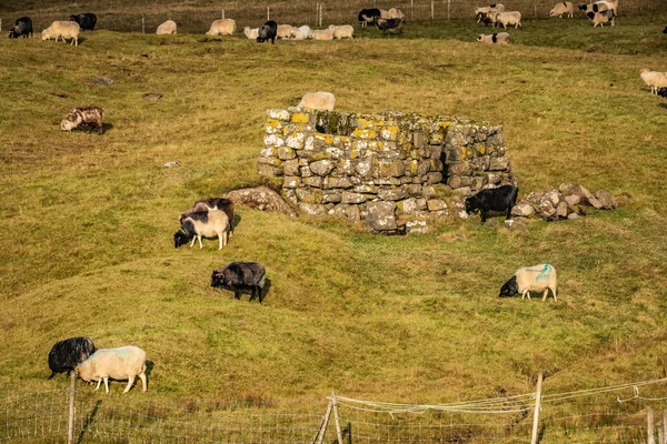 Faroe Adalarında Koyun — Stok fotoğraf