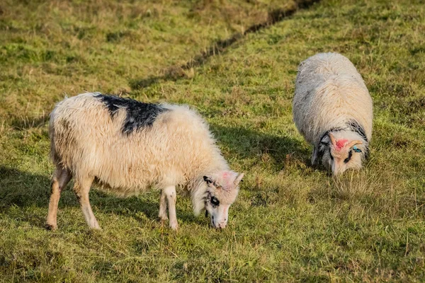 Får på Färöarna — Stockfoto