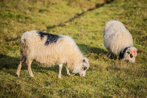 Faroe Adalarında Koyun — Stok fotoğraf