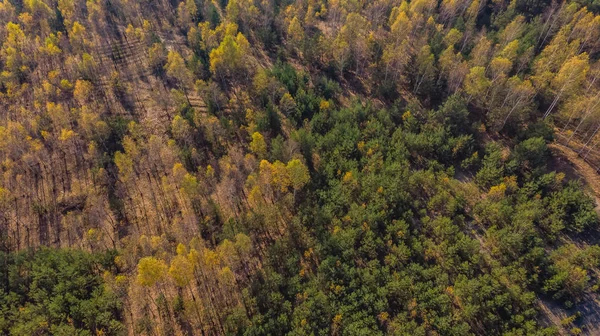 Förstörda skogen — Stockfoto