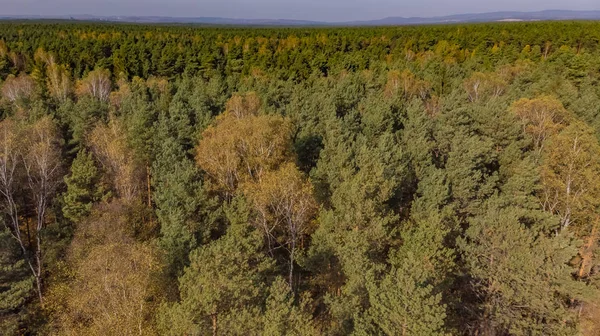 Вид с воздуха на лес — стоковое фото