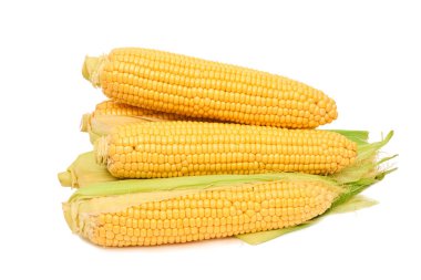 İzole tatlı taze mısır mısır koçanı