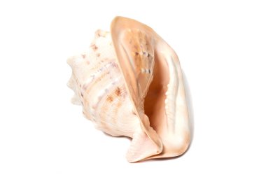 Deniz kabuğu boynuzlu miğfer Cassis cornuta büyük