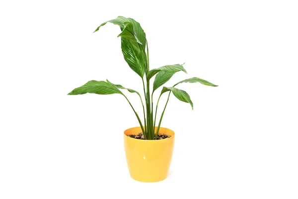 Inicio planta verde Spathiphyllum — Foto de Stock