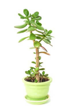 Yeşim bitkisi çiçek etli bitki tencerede