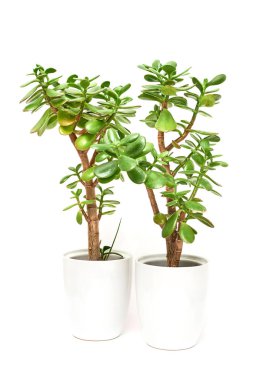 Yeşim bitkisi çiçek etli bitki tencerede