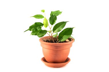 Ficus benjamina çiçek bitki seramik tencerede izole