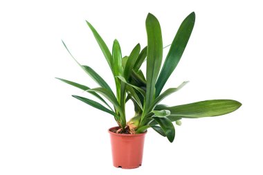 Lily çiçek bitki tencerede izole