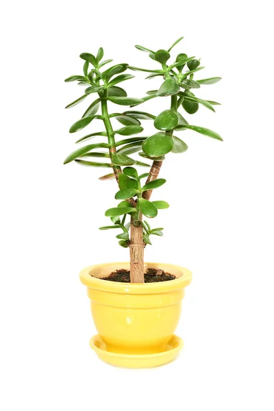 Crassula flor planta suculenta em vaso — Fotografia de Stock