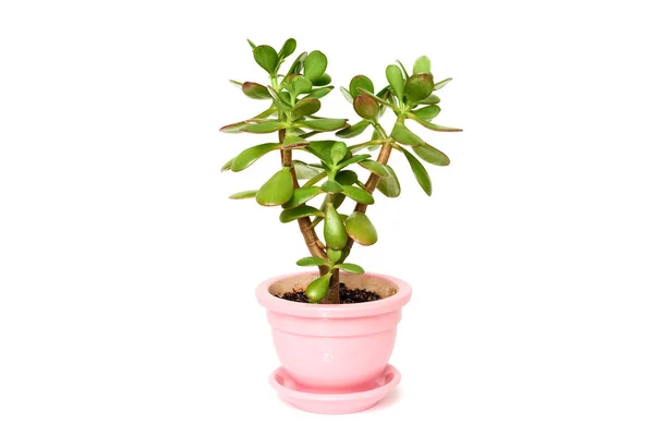 Crassula Blume Sukkulente Pflanze im Topf — Stockfoto