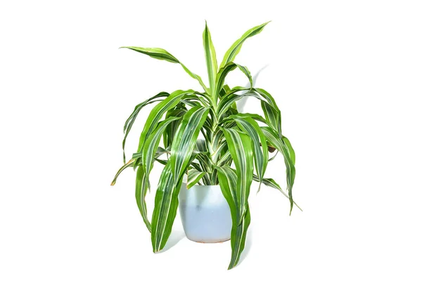 Dracaena çiçek bitki seramik tencerede 