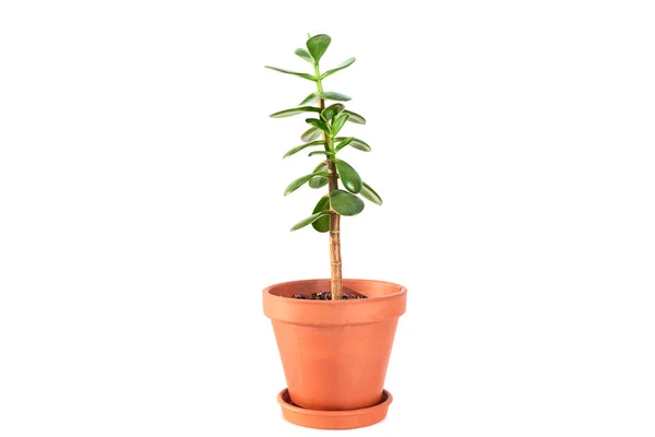 Crassula Blume Sukkulente Pflanze in Terrakottatopf isoliert — Stockfoto