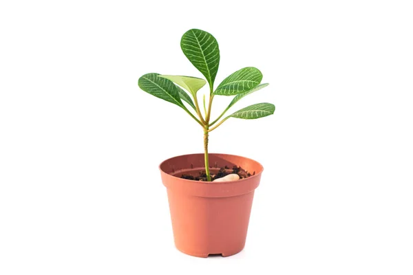 Euphorbia flor planta em vaso isolado — Fotografia de Stock