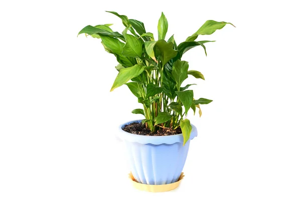 Heimische grüne Pflanze spathiphyllum im Blumentopf — Stockfoto