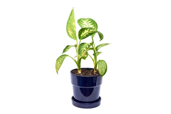 Planta de flor de Dieffenbachia em vaso isolado — Fotografia de Stock