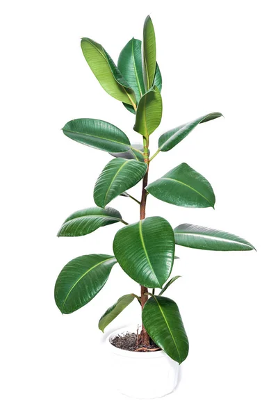 Ficus elastica Blütenpflanze im Topf isoliert — Stockfoto