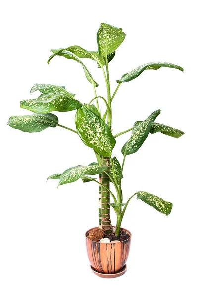 Dieffenbachia blumenpflanze im topf isoliert — Stockfoto