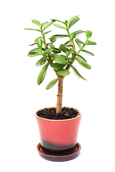 Crassula blüht sukkulente Pflanze im Topf isoliert — Stockfoto