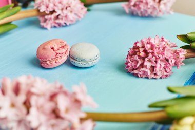 Macarons ile mavi arka plan üzerinde pembe sümbül