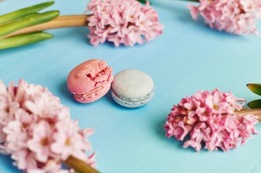 Macarons ile mavi arka plan üzerinde pembe sümbül