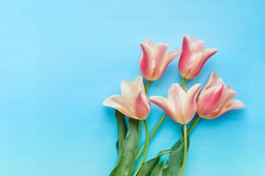 Lale mavi arka plan üzerinde görünümü top