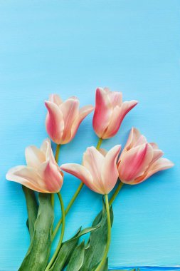 Lale mavi arka plan üzerinde görünümü top