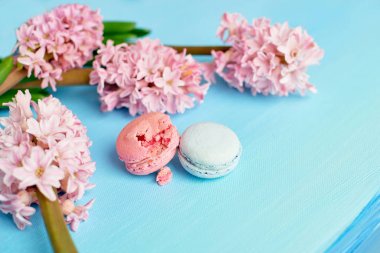 Macaron ve pembe sümbül mavi arka plan üzerinde kapat