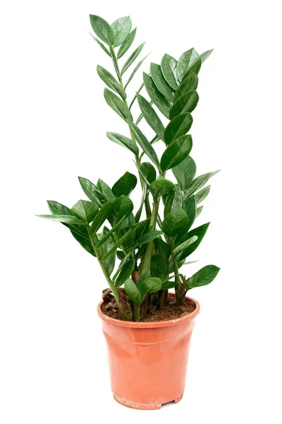 Zamioculcas çiçek Zanzibar Gem Zz bitki aroid avucunda beyaz arka plan üzerinde izole kahverengi plastik kap