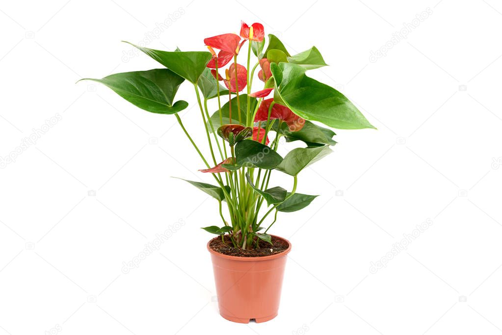 Red anthurium in brown plastic pot isolated on white background