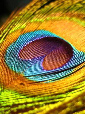 Tavus kuşu tüyü renkli makro yakın çekim