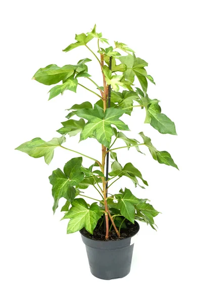 Flor Planta Fatshedera Maceta Plástico Verde Aislado Sobre Fondo Blanco — Foto de Stock