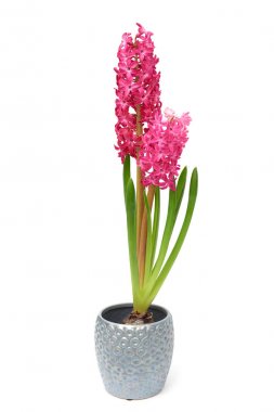 Pembe sümbül tenceresi beyaz arkaplanda izole edilmiş