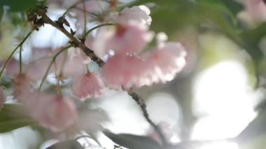 Sakura ağacı çiçeği çiçek pembe yakın çekim