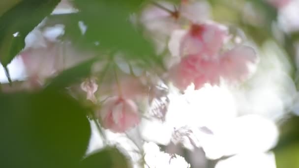 Sakura boom roze bloemen bloeien close-up — Stockvideo