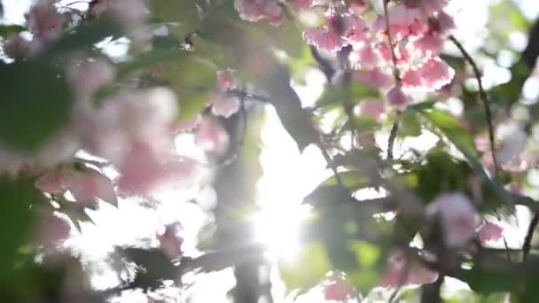 Sakura árvore flor flores rosa de perto — Vídeo de Stock