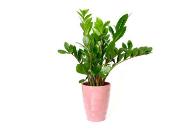 Zamioculcas çiçeği Zanzibar Gem ZZ Bitkisi beyaz arkaplanda izole edilmiş tencerede aroid palmiye