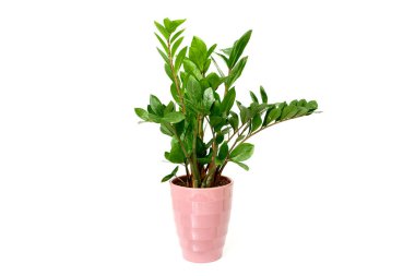 Zamioculcas çiçeği Zanzibar Gem ZZ Bitkisi beyaz arkaplanda izole edilmiş tencerede aroid palmiye