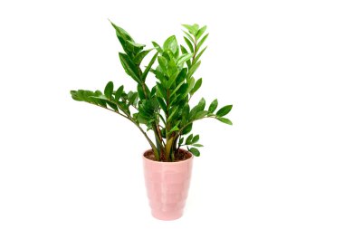 Zamioculcas çiçeği Zanzibar Gem ZZ Bitkisi beyaz arkaplanda izole edilmiş tencerede aroid palmiye