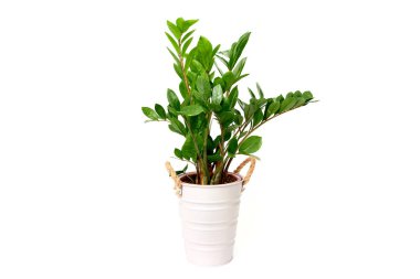 Zamioculcas çiçeği Zanzibar Gem ZZ Bitkisi beyaz arkaplanda izole edilmiş tencerede aroid palmiye