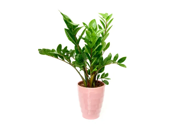 Zamioculcas çiçeği Zanzibar Gem ZZ Bitkisi beyaz arkaplanda izole edilmiş tencerede aroid palmiye
