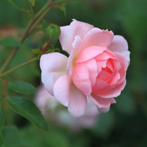 Rosa Rosa Uno Sfondo Verde Natura — Foto Stock