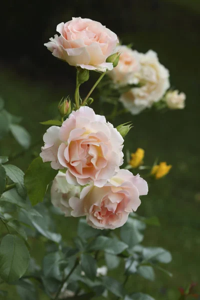 Hermoso Jardín Rosa Rosas Arbusto Sobre Fondo Verde — Foto de Stock