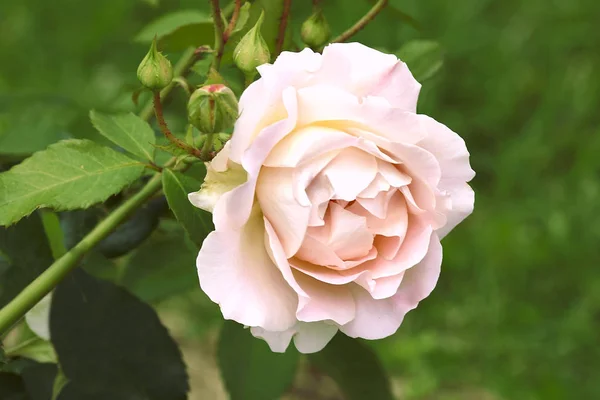 Grande Bocciolo Rosa Rosa — Foto Stock