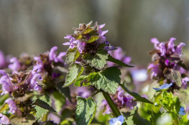 Çayır Menekşe bahar çiçek