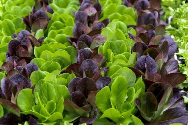 Yeşil ve kırmızı marul fidesi, Bahar ekimi